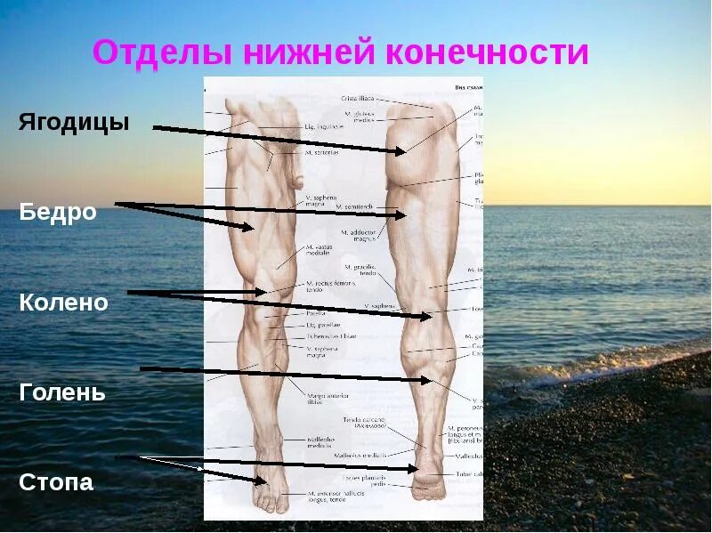 Части нижней конечности. Нога человека строение бедро голень. Строение человека бедро голень. Отделы нижней конечности. Отдели Нижний конечности.