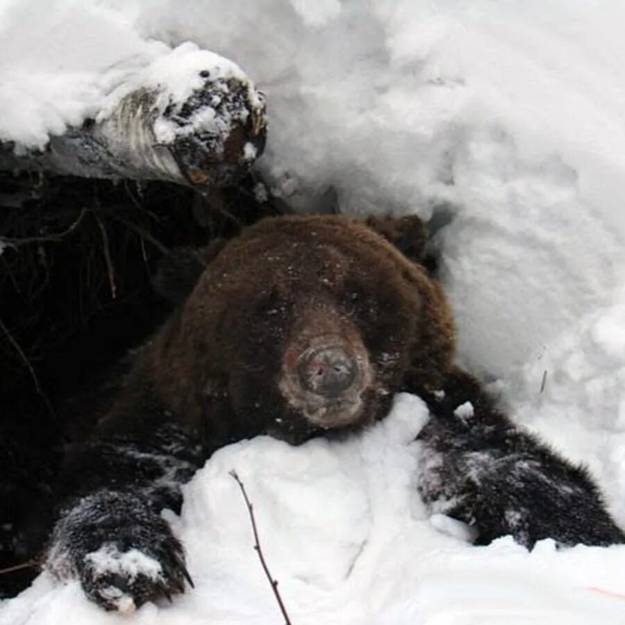 Бурый медведь в берлоге. Бурый медведь в спячке. Берлога медведя. Медведь зимой.