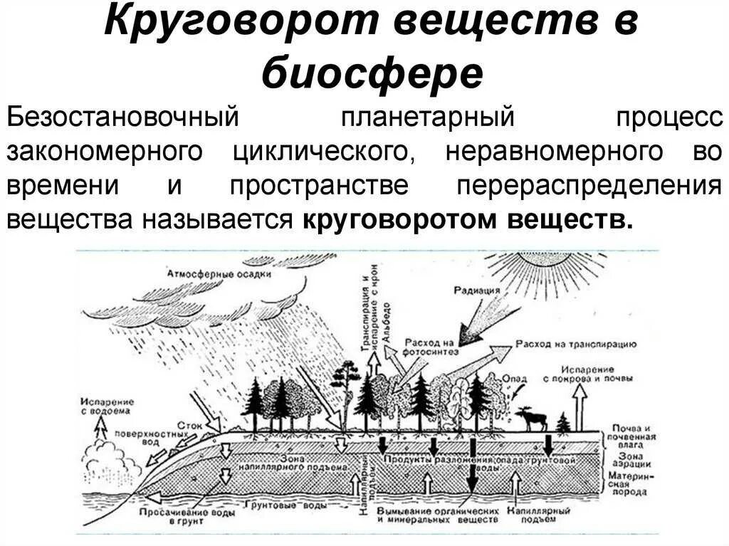 Фотосинтез растений круговорот веществ в биосфере. Круговорот веществ в биосфере география. Круговорот веществ вещества в биосфере. Круговорот живого вещества в биосфере. Круговорот веществ в биосфере обеспечивается