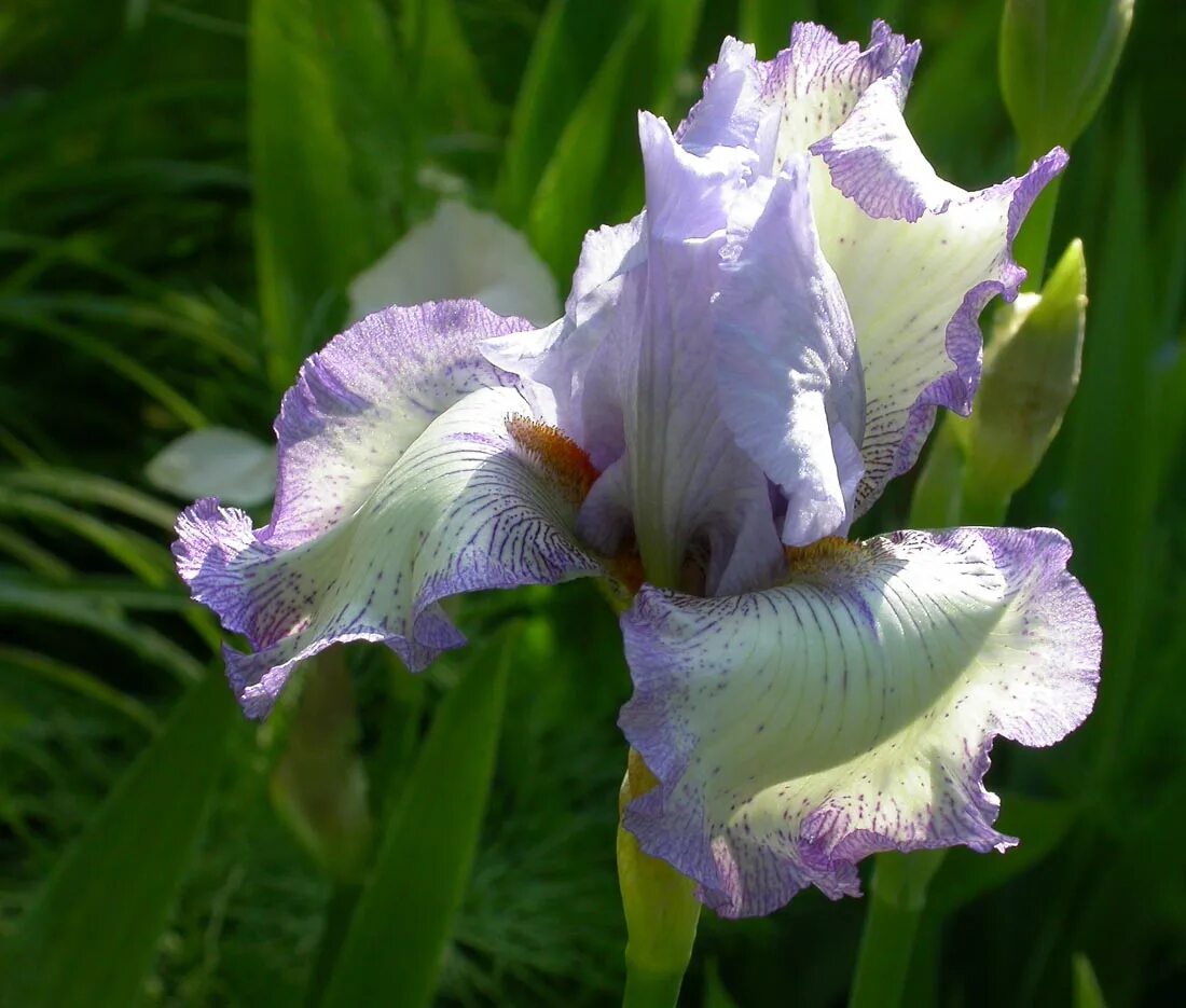 Ирис вздутый. Ирис little sapphire. Ирис сибирский зипперс. Сайт iris. Ирис дарк кристал.