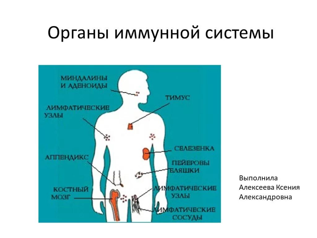 Органы иммунной системы человека функции и расположение. Иммунная система человека. Центральные органы иммунной системы. Строение иммунной системы человека таблица. Иммунная система организма. Органы иммунной системы, их функции..