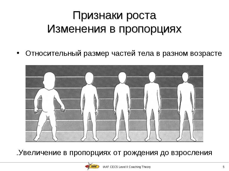 До скольки лет растут мужчины. До какого возраста человек расте. До сколько лет растёт мудчина. Периоды роста человека.