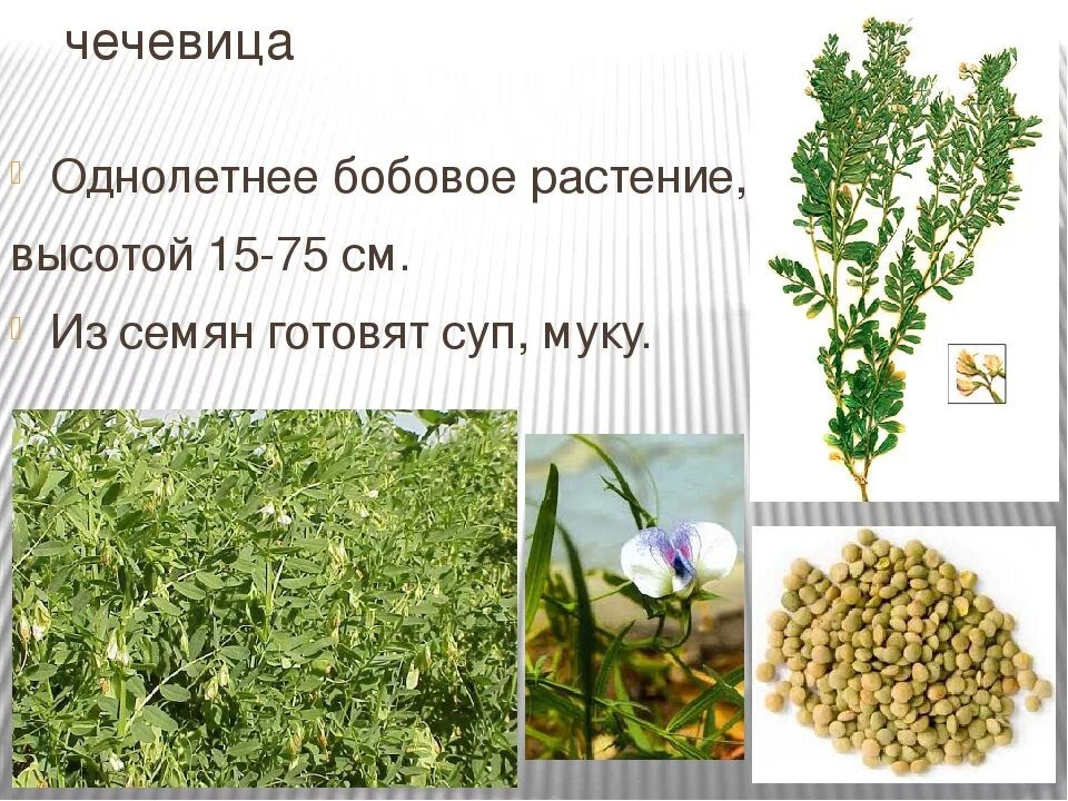 Однолетние растения семейства бобовых. Чечевица растение. чечевица бобовое растение. чечевица, растения из семейства мотыльковых. чечевица это бобовые.