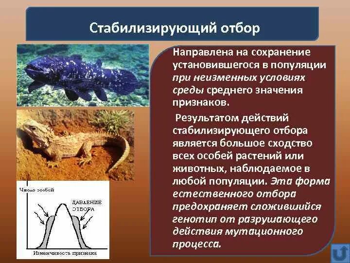 Стабилизирующий отбор в каких условиях. Результат стабилизирующего отбора. Стабилизирующий отбор животных. Стабилизирующий отбор примеры животных. Примеры стабилизирующего естественного отбора.