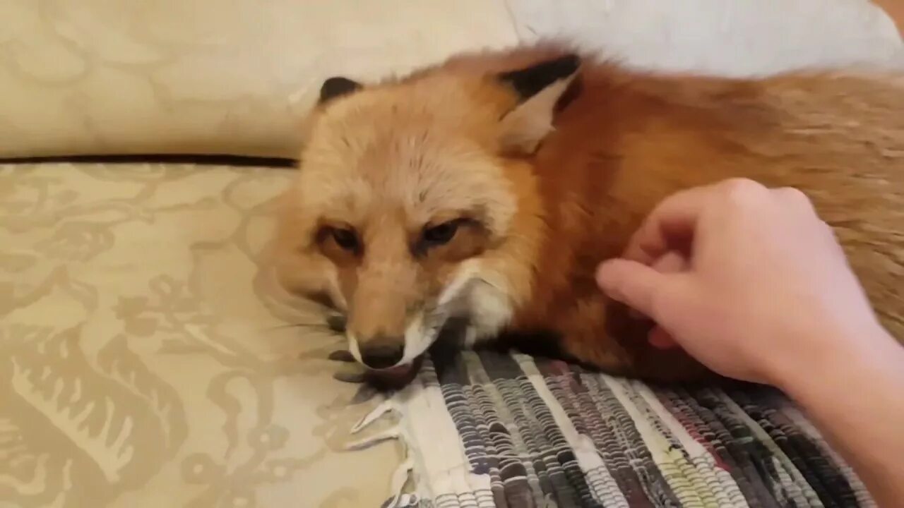 Лиса алиса видео на ютубе. Лисяо лиса алиса хозяин. ли сяо лиса алиса. лиса алиса ютуб. лисичка показывает кулак.