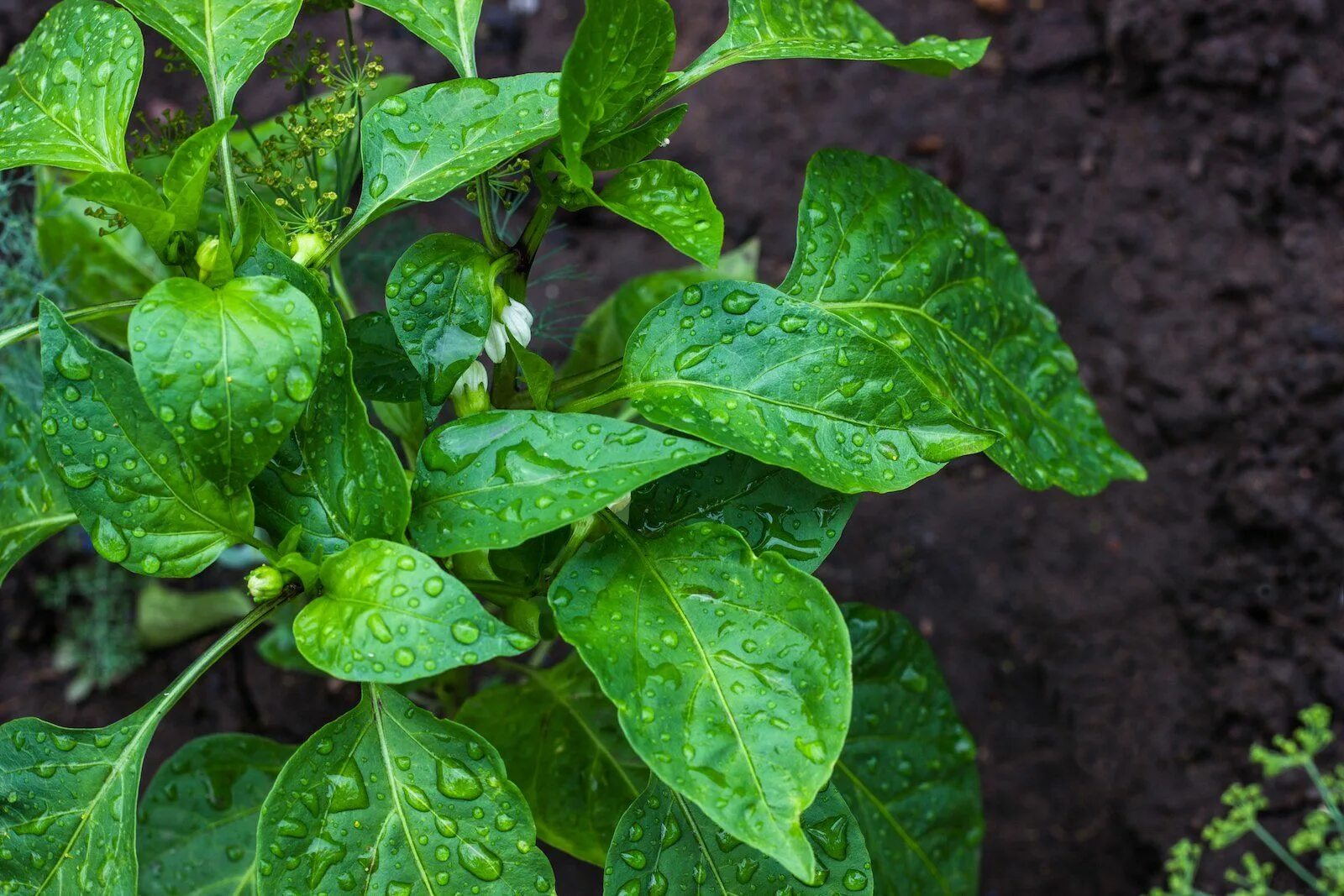 Садовый зеленый перец. Зеленый перец растет. How to Plant Bell Pepper i the beginning.