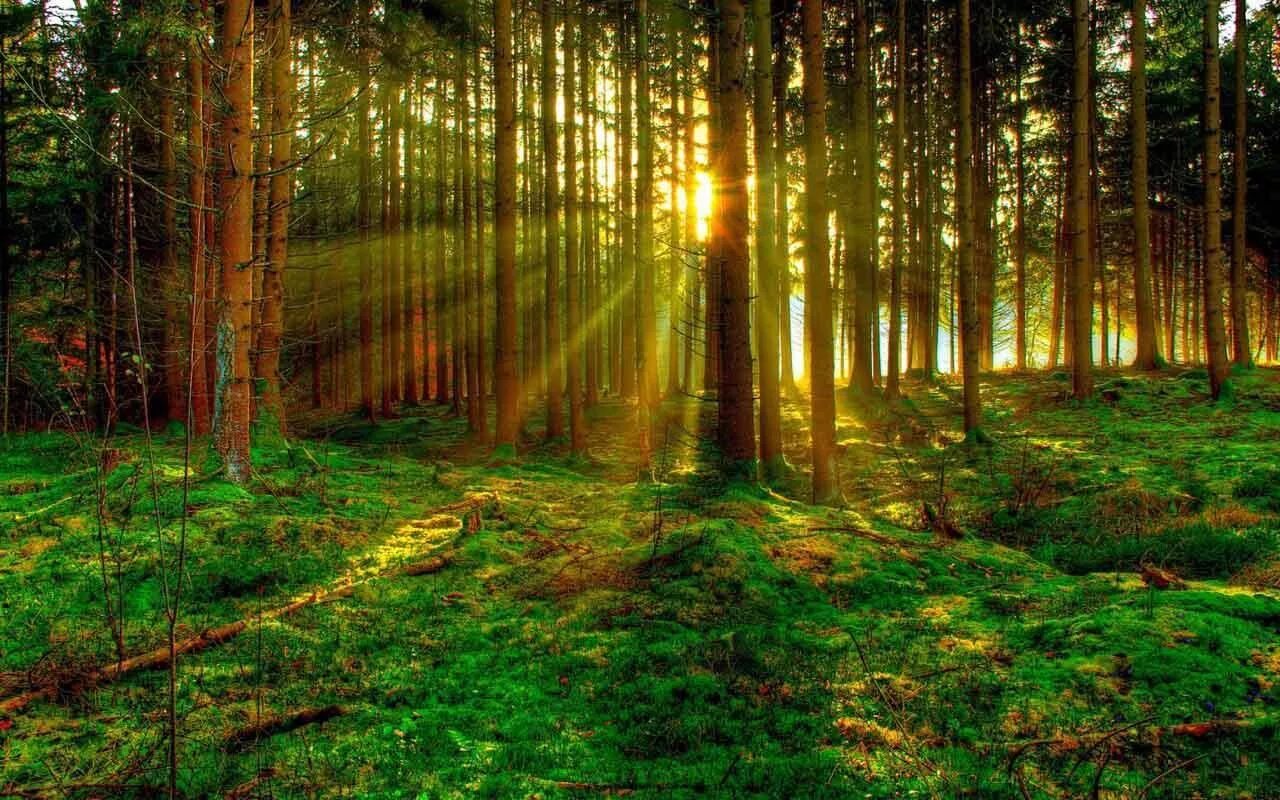 I see a forest