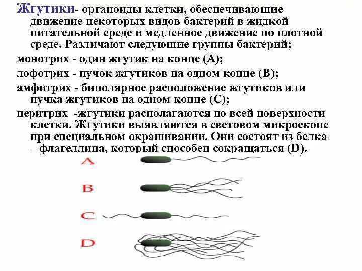 Лофотрихи. Жгутики бактерий функции. Классификация жгутиков у бактерий. Функции жгутиков бактерий. Функция бактериальных жгутиков:.