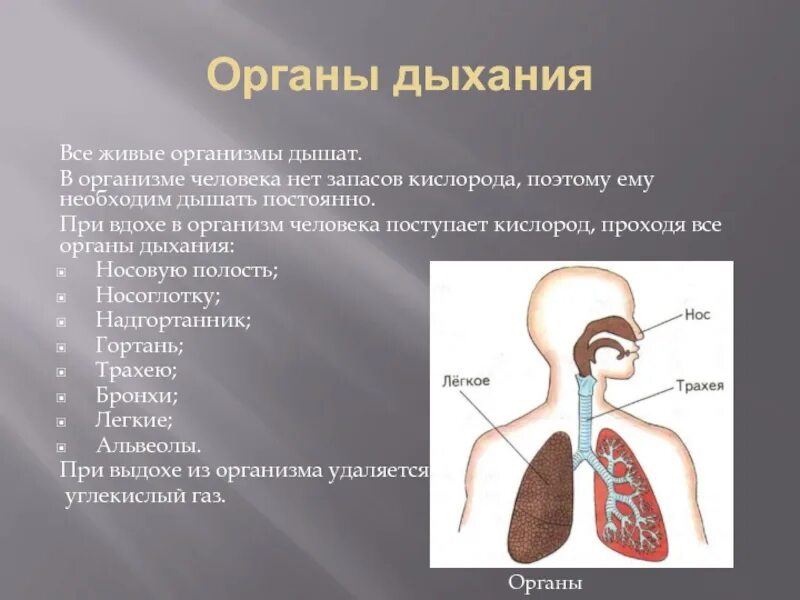 Как кислород поступает в организм. Поступление кислорода в легкие человека. Органов дыхания человека кислород.