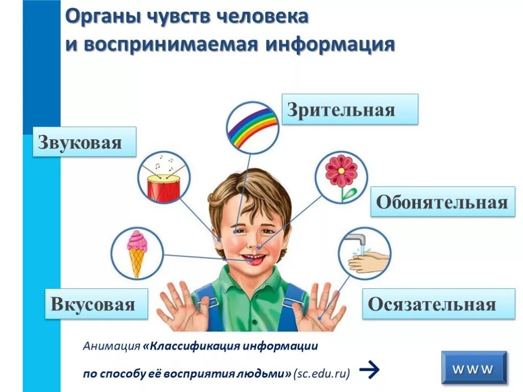 2 основные виды информации. Органы чувств человека. как человек воспринимает информацию. информация про органы чувств человека. методы восприятия информации человеком.
