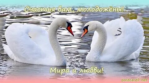 Счастье и любви вам пожелать свадьба