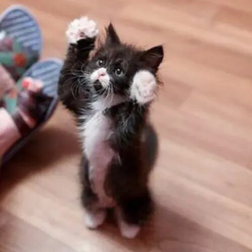 Bringing Home Kitten Kittens cutest, Cute cats, Kittens