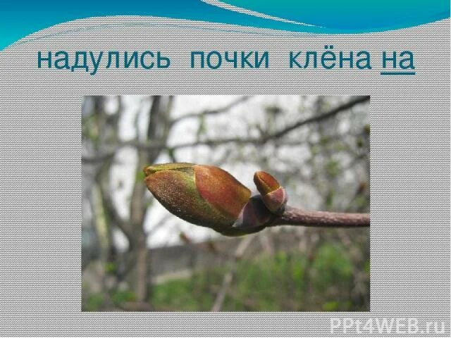 На березах надулись маленькие почки. Почки грецкого ореха. Воробей звуко буквенный анализ. Распускание черемухи почек. Сбор березовых почек.
