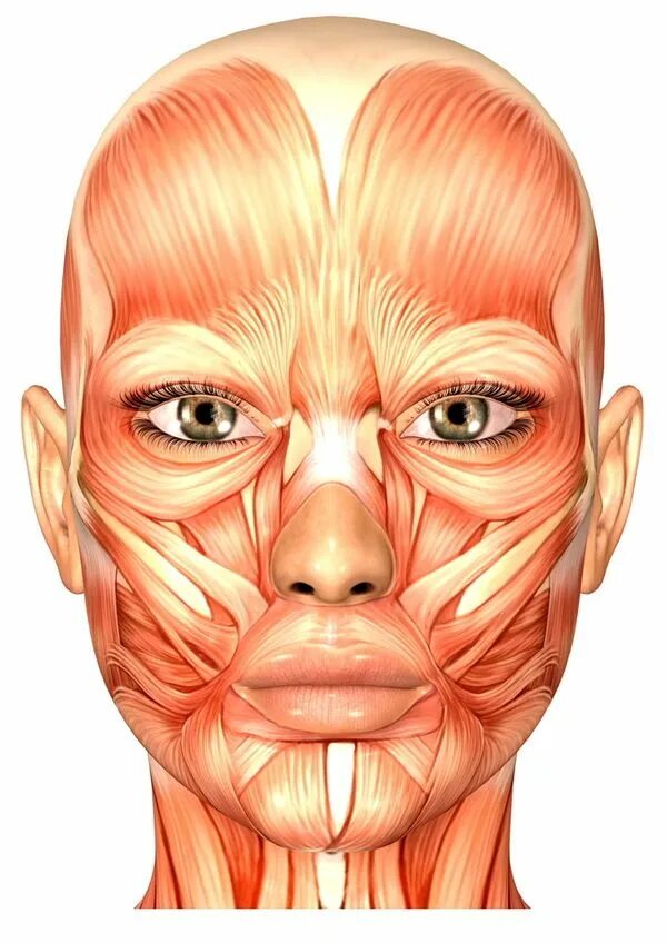 Как выглядят мышцы лица Pin by yy on Ref. Muscular system, Face muscles anatomy, Human anatomy drawing