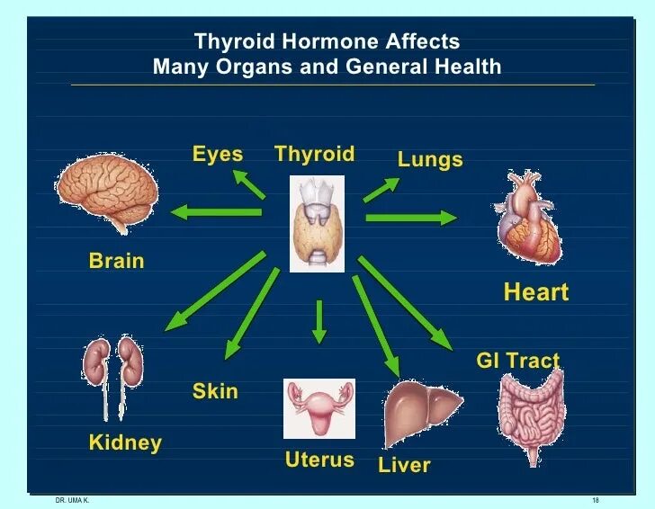 Effects of Thyroid Hormones. Thyroid Gland Hormones. Thyroid System. Thyroid function. Effect o