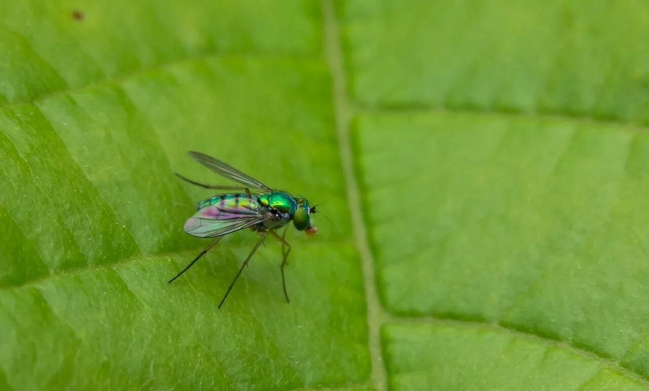 Fly green. Зеленая Муха Люцилия. Зеленая мелкая мушка. Маленькие зелёные мушки. Салатная Муха.