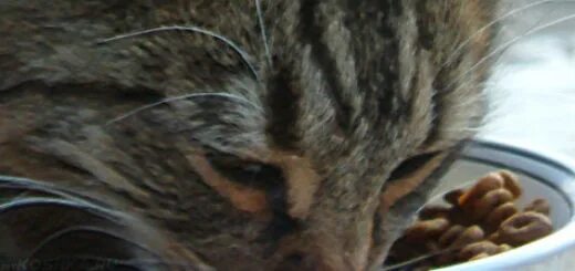 Обглоданные куриные кости. Трубчатые куриные кости. Трубчатые куриные кости. Головы куриные котенок. Можно кошкам куриные кости.