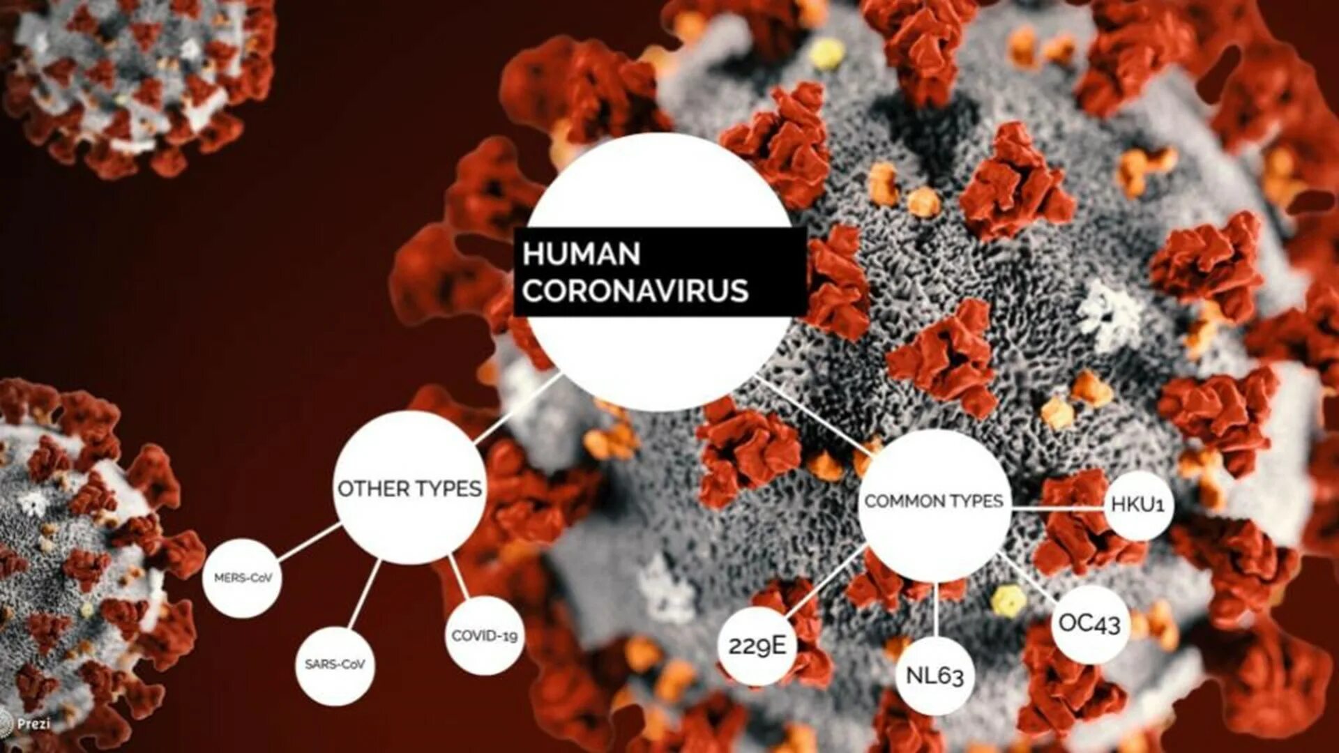 Коронавирус. Вирус коронавирус. Коронавирусы микробиология. Коронавирус строение вируса.