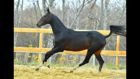 Horse sale