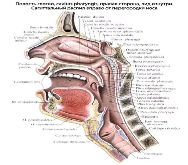 Глоточное отверстие слуховой трубы трубный валик. Глотка глоточное отверстие слуховой трубы. Глоточное отверстие слуховой трубы анатомия. Трубный валик глотки анатомия. Отверстие носоглотки