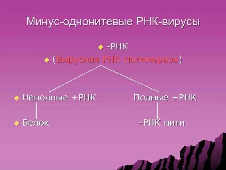 РНК однонитевые вирусы. Однонитевые РНК вирусы с минусом. Минус нить РНК. Плюс и минус нити РНК вирусов.