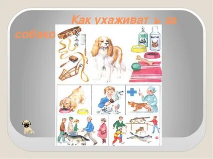 Как ухаживают за собакой 1 класс