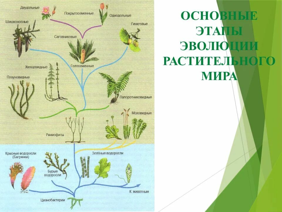 Эволюция растений риниофиты. Этапы эволюции растений. Установите последовательность появления растений в процессе эволюции