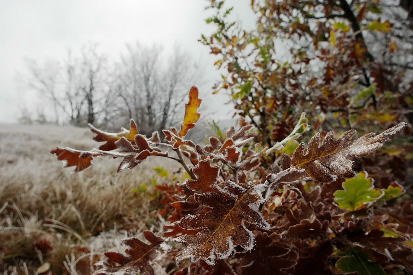 October first. Осенние заморозки. Ноябрь природа. Поздняя осень заморозки. Осень ноябрь.