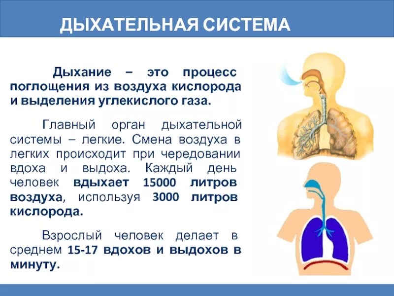 Дыхание и память читать. Дыхательная система человека. Дыхательная система органов дыхания. Информация про дыхательную систему. Как работает дыхательная система человека.