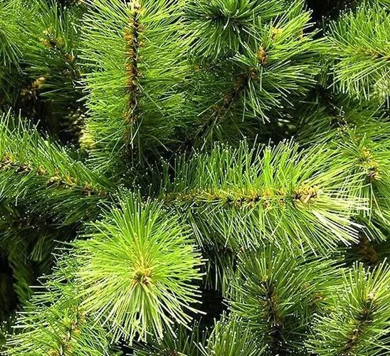 Картина гобелен "лесной пейзаж". Ель вермонт голд. Картина маслом русская сказка. Сказка про сосну для детей. Triumph tree ель лесная красавица зеленая арт.