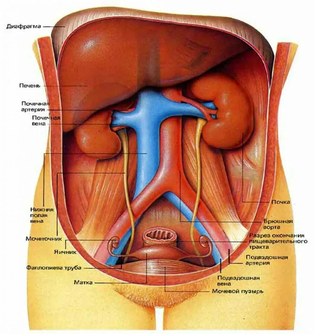 Почему внутренние половые. Анатомия внутренних органов брюшной полости женщины. Расположение внутренних органов человека в брюшной полости женщины. Анатомия внутренних органов брюшной полости человека схема. Женский организм строение внутренних органов брюшной полости.