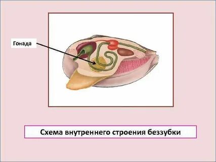 Гонады