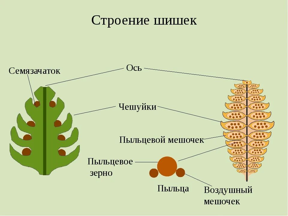 Где образуются пылинки у сосны. Строение шишки голосеменных растений рисунок. Строение женской шишки сосны обыкновенной. Строение шишек голосеменных растений. Строение мужской шишки сосны обыкновенной.