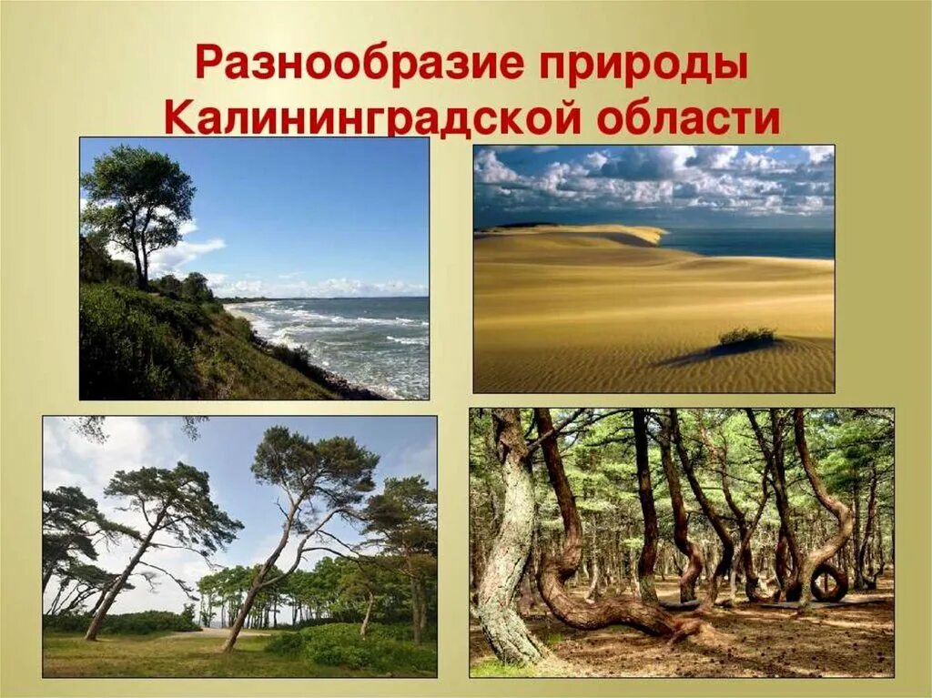 Разнообразие природы ивановской области проект Растения владимирской области список