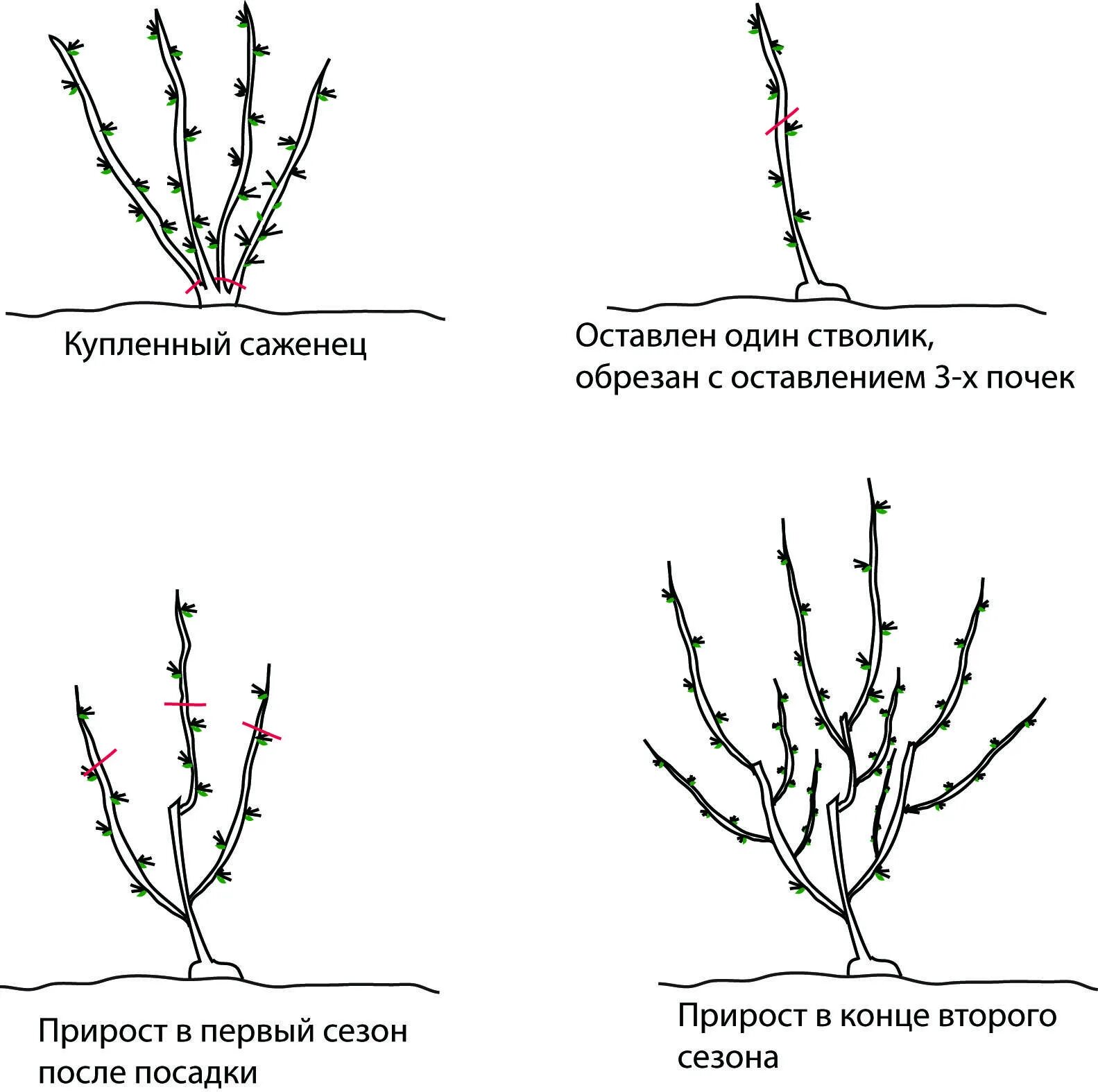 Формирование куста смородины весной. Формировка куста крыжовника. Обрезка смородины и крыжовника осенью. Схема обрезки крыжовника осенью. Обрезка крыжовника для начинающих