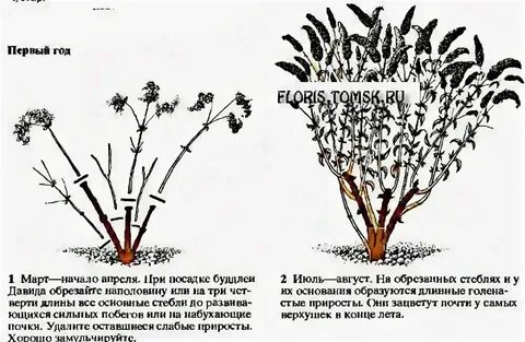 Буддлея обрезка весной