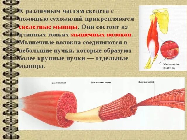 Скелетные мышцы прикрепляются к костям. Из чего состоит Скелетная мышца. Длинные и короткие мышечные волокна. Скелетные мышцы прикрепляются к костям с помощью сухожилий.