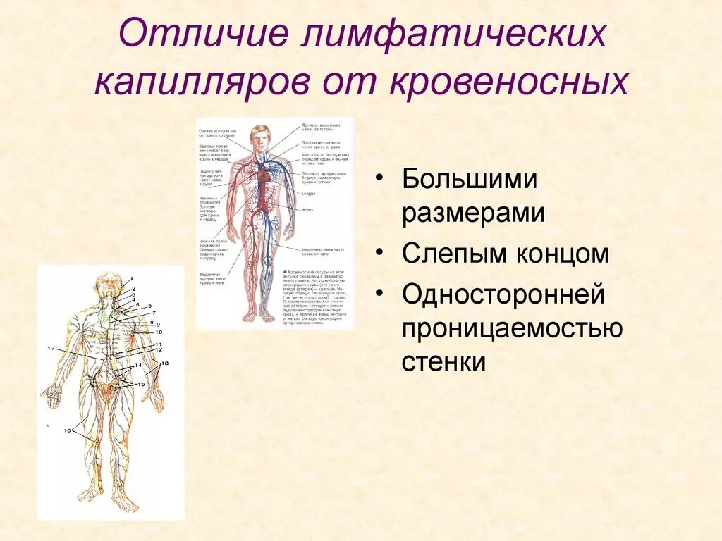 Лимфатические капилляры функции
