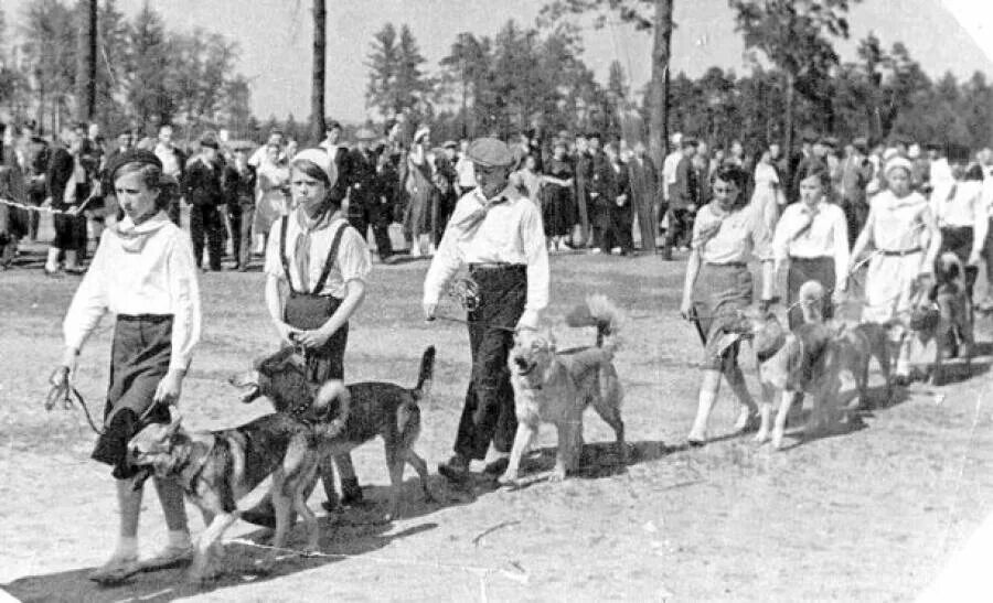 Первая выставка собаки. Центральная школа собаководства в СССР. Московский питомник собаководства в 1941г. Выставки собак в СССР. На выставке собак.