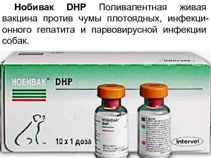 Нобивак где сделать. Вакцина для собак DHP. Вакцина против чумки плотоядных. Нобивак DHP. Вакцина от чумы плотоядных.
