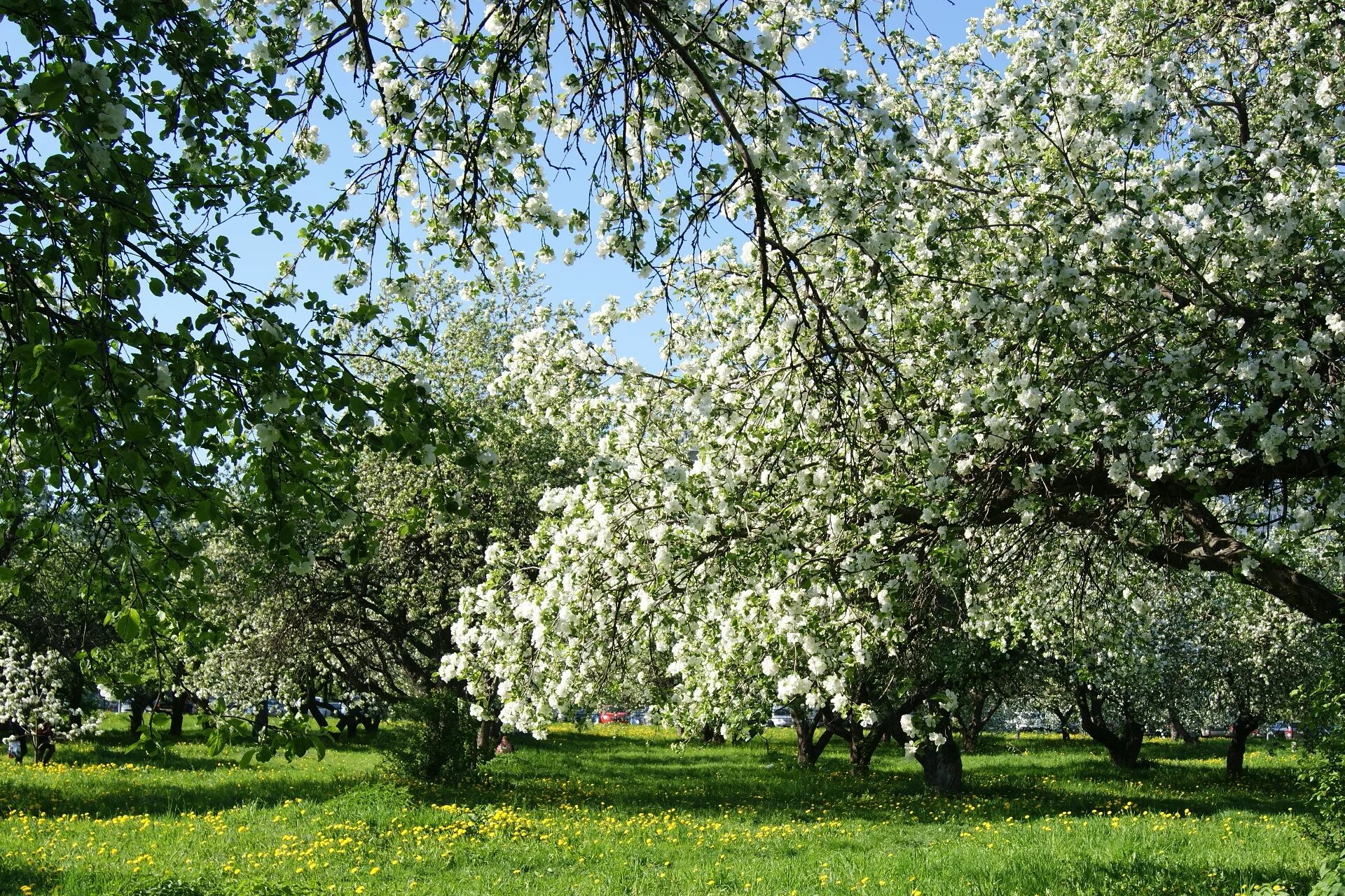 Яблони цветут весной. Цветущие сады в Коломенском черемуха. Весной цветут деревья черемуха. Черемуха цветет в саду. Яблоневый сад в Коломенском на карте.