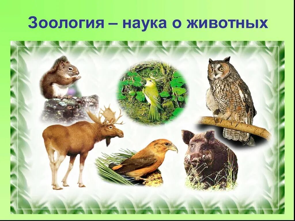 Зоология. Зоология для дошкольников. Многообразие животных.