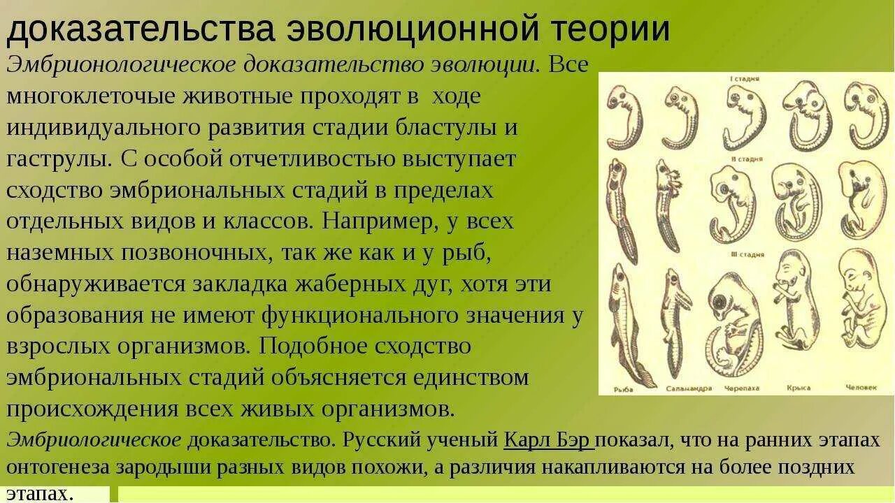 Мир эволюции 5. Доказательства теории эволюции. доказательства теории эволюции дарвина. палеонтологические доказательства теории эволюции. доказательства эволюционной теории.