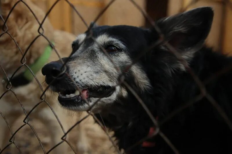 Приют дога. Биг дог приют екатеринбург. Биг дог приют екатеринбург. Приют дога. Собаки спасли жизнь бездомного человека.