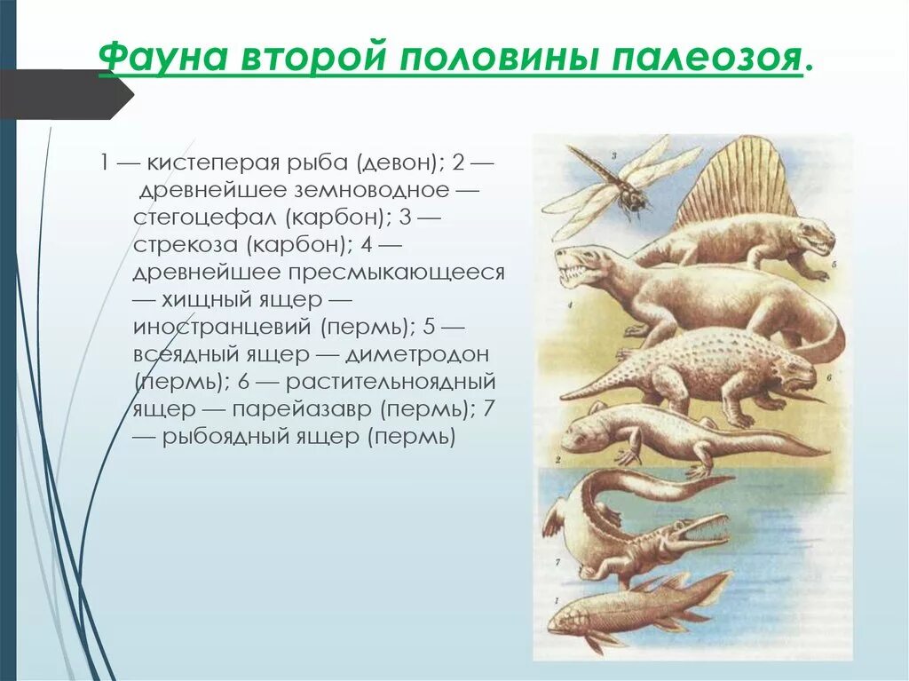 Палеозой кратко. Палеозой Эра Девон. Фауна палеозоя (Девон, карбон и Пермь). Девон Эра период. Девон период палеозойской.