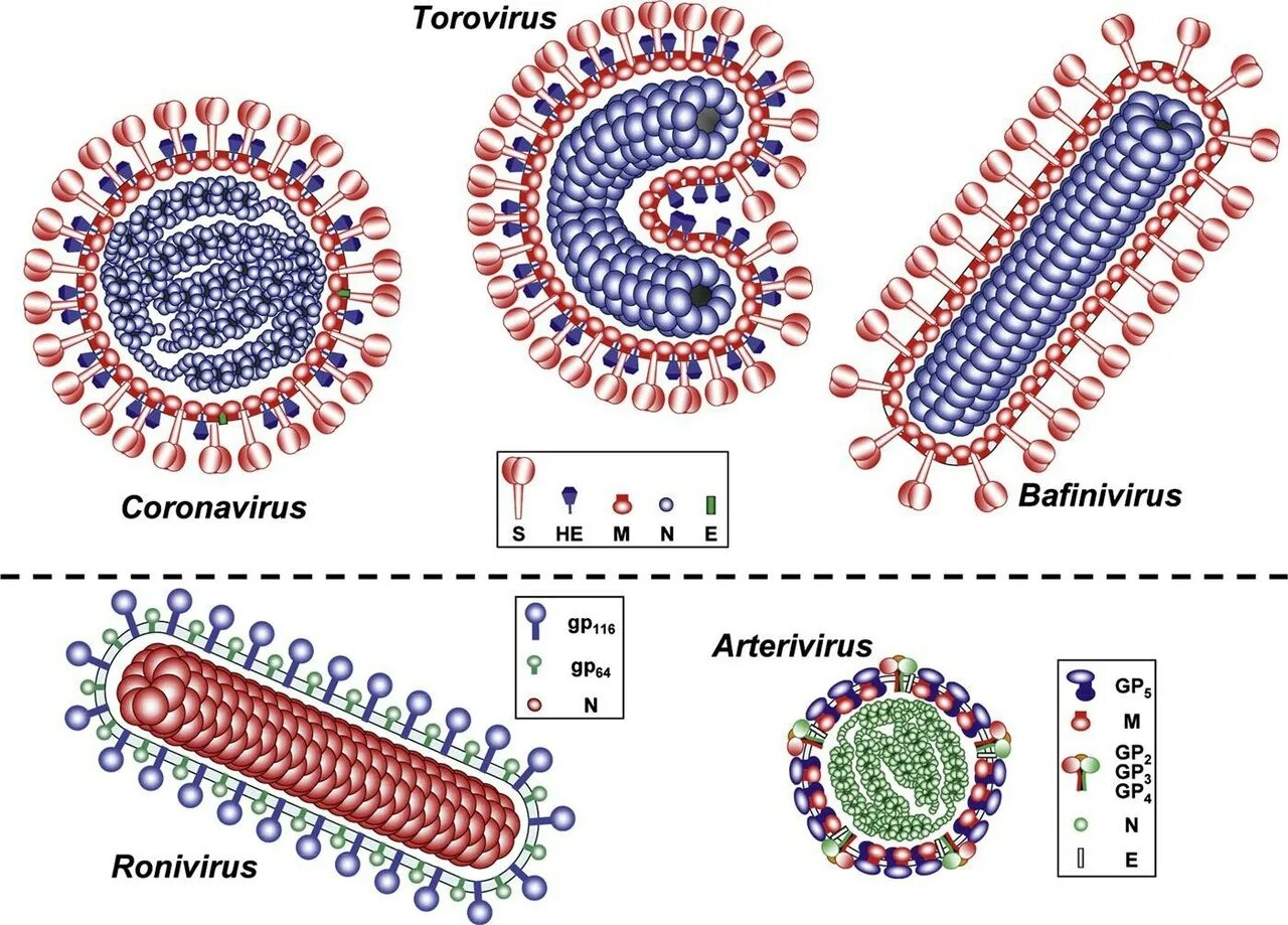 Коронавирус строение вириона. Коронавирус микробиология строение. Вирус коронавирус микробиология. Строение коронавируса микробиология схема. Русский коронавирус