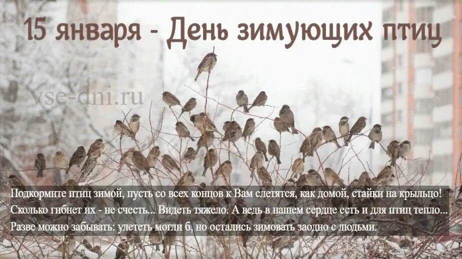 Когда день птиц в 2024 году. 15 Января день зимующих птиц России. 15 Февраля день зимующих птиц. Международный день 15 января день зимующих птиц. 15 Января день зимующих птиц фотографии.