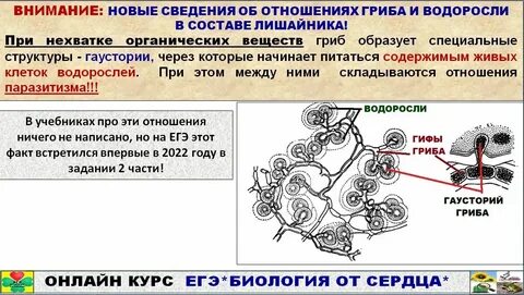 Задания егэ биология вещества клетки