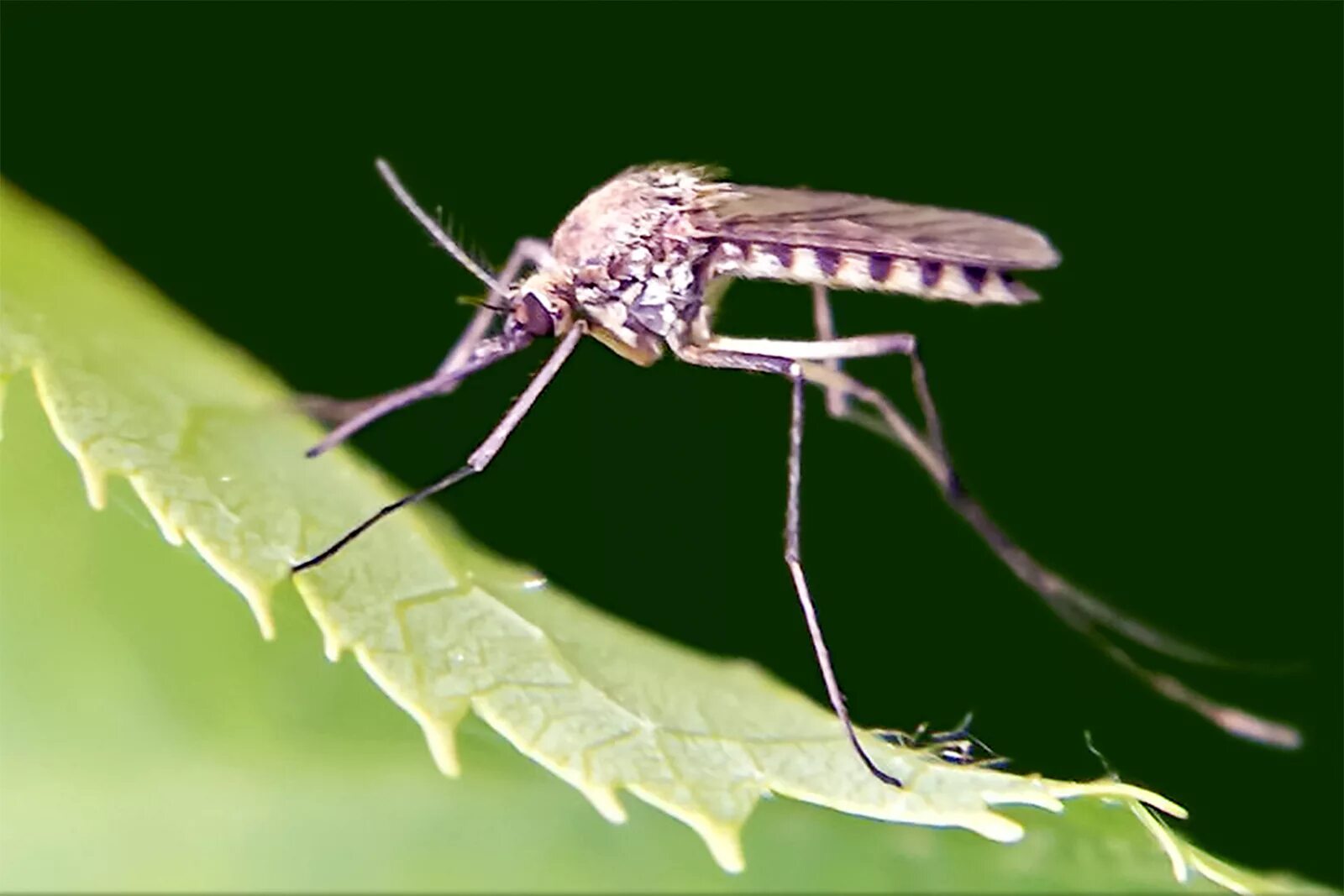 Двукрылые насекомые комар. Комар галлица. Москит двукрылый. Отряд Двукрылые (Diptera). Комар малярийный комар членистоногие двукрылые
