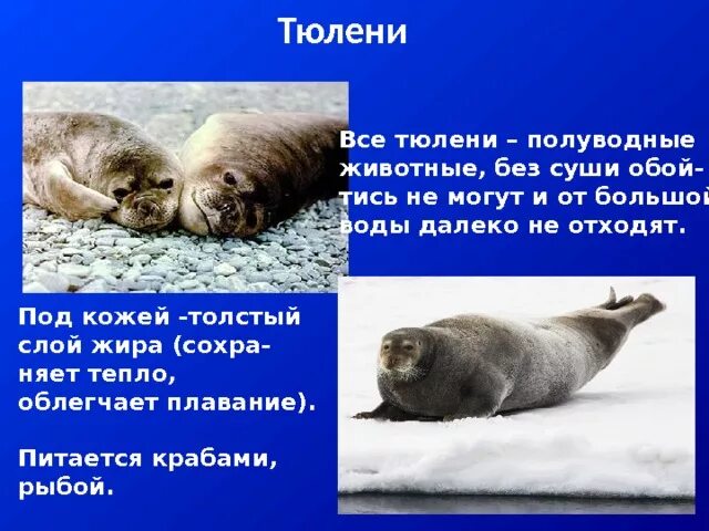 Организм тюленя. Тюлень описание. сообщение о тюлене. вес тюленя взрослого.